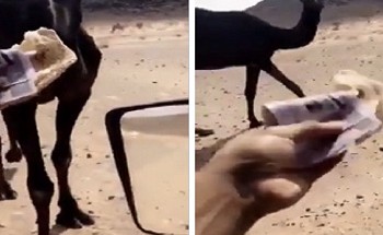 الكشف عن العقوبة التي تنتظر الشاب الذي أطعم “ناقة” نقود ورقية داخل قطعة من الخبز!