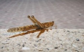 أمانة القصيم تقرر إيقاف بيع الجراد والتحذير من أكله لتعرضه للمبيدات