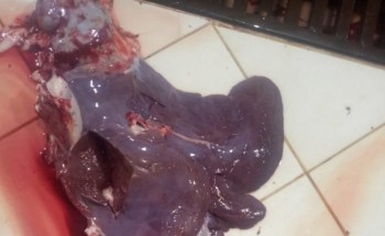 إعدام جَمل مصاب بالجدري وإغلاق ملحمة بضرية القصيم