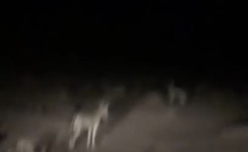 بالفيديو.. «ذئاب» تحاصر قناصاً في عرعر