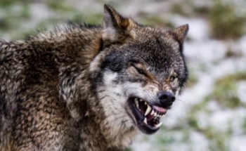 “المسند” يفند مزاعم انتشار الذئاب في القصيم بعد هطول الأمطار