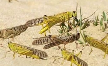 تحذير للمواطنين من أكله.. رصد تكاثر للجراد الصحراوي في الربع الخالي وتوقعات بوصول أسرابه للرياض والأحساء