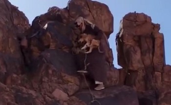 في تصرف إنساني.. فيديو لمواطن ينقذ كلباً علق بين صخرتين في جبال حائل