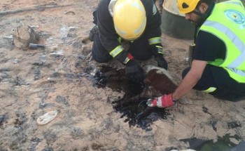 بالصور..نفوق عدد من الأغنام شمال حزم الجلاميد بسبب القار