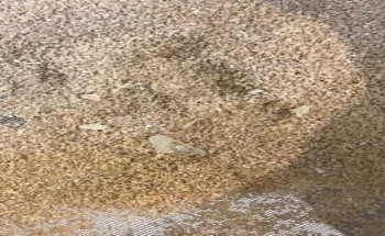 مواطن يشتري دقيق مخلوط بقطع زجاج ويبلغ عن المطحنة