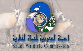 “الحياة الفطرية”: لا صحة لما يتم تداوله عن السماح بدخول محمية حرة الحرة