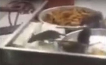 فيديو.. فئران تتجول على الأطعمة في أحد المطاعم بالمدينة المنورة