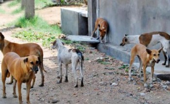 لحظات رعب.. طفل صغير بين أنياب 3 كلاب ضالة في حديقة بالدمام