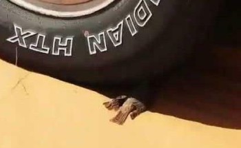 فيديو.. كيف تعامل مواطن مع طائر صغير يحتمي من حرارة الشمس في الصحراء؟