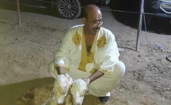 في ولادة نادرة.. ناقة تضع حواراً برأسين كاملين بتبوك (صورة)