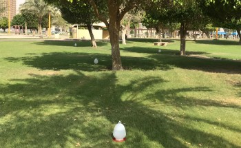 في بادرة تعد الأولى من نوعها   رئيس بلدية الخبر يطلق ” رحمة ” لسقيا الطيور في الأماكن العامة