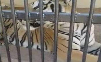 نمر هارب يقتـل عامل مزرعة وأغناماً بالمدينة المنورة