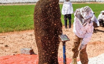 فيديو.. النحال “فطاني” يفشل في كسر الرقم القياسي المسجل في “جينيس” لأثقل عباءة نحل