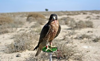 بيع صقر شاهين بـ 40 ألف ريال في مزاد علني بحفر الباطن