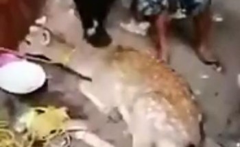 “الحياة الفطرية” تتحرى عن فيديو الغزال المعروض للبيع بمكة