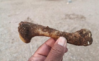 تغريدة مواطن عن سنوات الفقر تثير تفاعلاً واسعاً: هل تتخيل أن تأكل اللحم من هذه العظمة المتسخة؟!