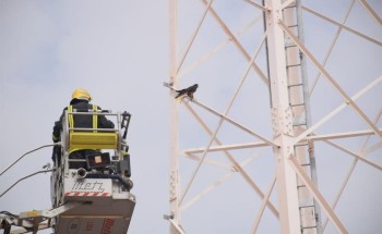 “مدني الرياض” ينقذ صقراً علق بأحد أبراج الاتصالات ويسلمه لصاحبه (صور)
