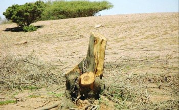 “البيئة” محذرة من قطع الأشجار: مخالفة تصل غرامتها إلى 50 ألف ريال