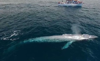 حقيقة ظهور “الحوت الأزرق” بالقرب من شواطئ المملكة