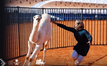 بالفيديو..مسابقة طريفة تحمل اسم “طرح القعدان” بمهرجان الإبل