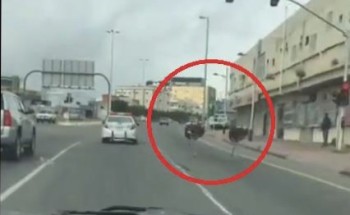 بالفيديو: زوج نعام يسير على الطريق بسرعة عالية في طريق عام بـ”بلجرشي”