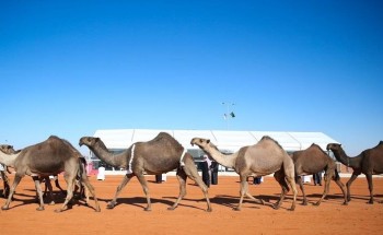 “الدبوس” يحافظ على أول الصفر* و”العتيبي” ينتزع نخبة الشعل
