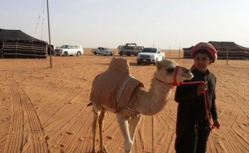 ناقة تختطف انظار زوار مهرجان الراحل الملك عبدالعزيز بشكلها المختلف.