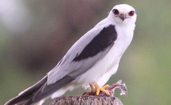 حذّر منه الرسول ﷺ.. علماء يكشفون عن “طائر الحداه “قد يكون وراء حرائق أستراليا