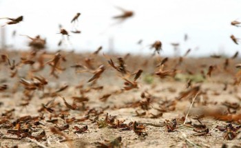 تحذير هام من البيئة بشأن أكل الجراد