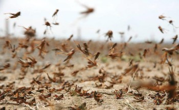 “البيئة” تطلق خدمة إلكترونية للإبلاغ عن ظهور الجراد الصحراوي