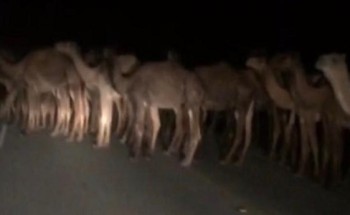 مصرع مواطن ثلاثيني بسبب جمال سائبة على طريقة السعيرة