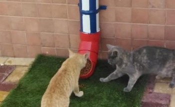 شاهد: كيف يتعامل رجال بلدية الخبر مع إطعام القطط بمبادرة “طعما رحمة”