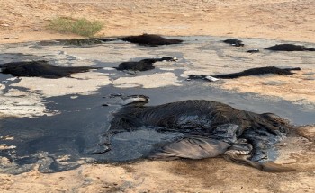 مدني حائل: احتجاز قطيع من الماشية بمادة القار في منطقة صحراوية ببقعاء