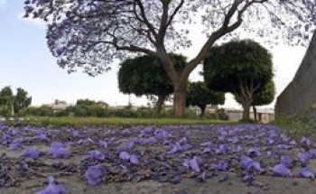 بألوانها البنفسجية.. 13 ألف شجرة “جاكرندا” تزين طرقات وميادين أبها (صور)
