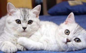 هل الحيوانات الأليفة في المنزل تنقل “كورونا”؟.. “صحة الرياض” توضح