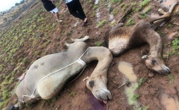 وفاة مواطن ومجموعة من الإبل بعد أن ضربته صاعقة رعدية في محافظة العارضة