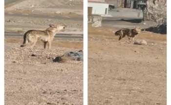 شاهد: ذئب جائع يتجول في العاقول بالمدينة المنورة .. ومواطن يوثقه وهو يعوي!