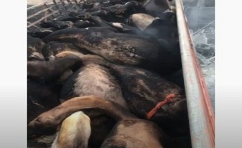 شاهد: حادث مروري مروع بين شاحنات نقل وغاز في السليل .. ونفوق 24 متناً من الإبل