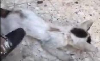 بالفيديو: أول تعليق من منقذة القطة بالرياض بعد تعرضها للإغماء والاختناق .. وتكشف كيف تمكنت من إنقاذها!