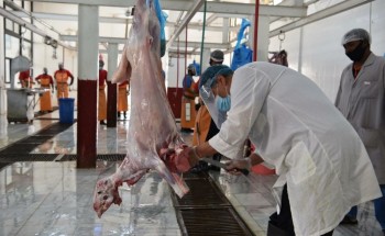 أمانة تبوك تكمل استعداداتها لعيد الأضحى وتتيح لأصحاب المطابخ الحصول على تصريح مؤقت لذبح الأضاحي