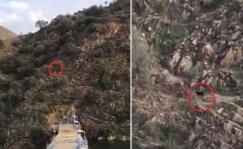بعد تسببه في ضجة .. فيديو جديد يكشف حقيقة النمر الأسود الذي ظهر في الباحة