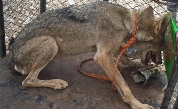 أنثى ذئب تفتك بـ 15 رأساً من الأغنام .. وهذا ما فعله مالك الأغنام بـ”سرحانة”!