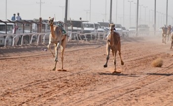 بأسرع توقيت .. القعود “معتز” يتصدر اليوم الثاني لسباقات الهجن بحائل