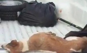 أول تعليق من”أمانة الرياض” على فيديو “الكلاب النافقة”.. وهذه ملابسات سبب نقلها بتلك الطريقة