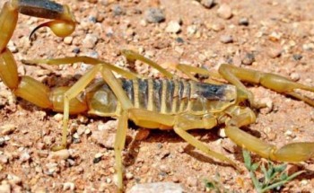 قام بشفط السم من أسفل عينه.. هكذا أنقذ شاب صديقه من لدغة عقرب تعرض لها أثناء نومه في بر بمحافظة رفحاء