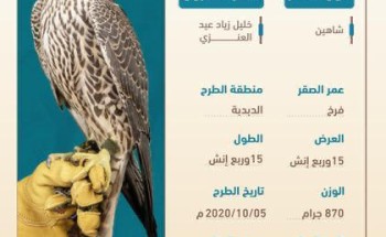 مزاد الصقور يتواصل اليوم وسط توقعات باستمرار الإثارة