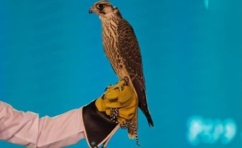 لليوم الرابع .. بالفيديو: مزاد نادي الصقور يشهد بيع طرح القنفذة بـ 125 ألف ريال