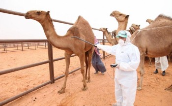 فرع البيئة بـ”رفحاء” يدعو المواطنين الراغبين بترقيم إبلهم للمراجعة خلال هذا اليومين!