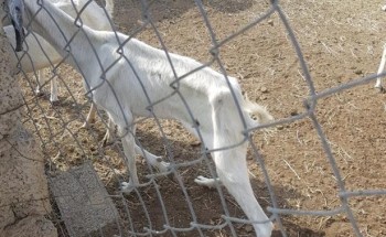 سعره 150 ريالاً.. لقاح جديد لمواجهة المرض القاتل للماشية بجازان