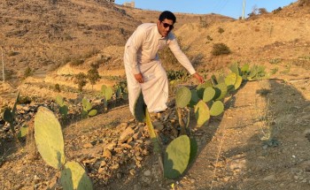 المزارع الغامدي: التين الشوكي ثروة زراعية مهمة  لم تُستغل بعد في الباحة